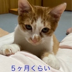 子猫 オス3匹います。
