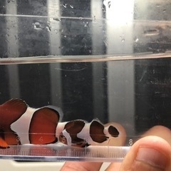 カクレクマノミ2匹の画像