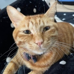 猫ちゃん初心者様、猫ちゃんとの生活方法教えます◎