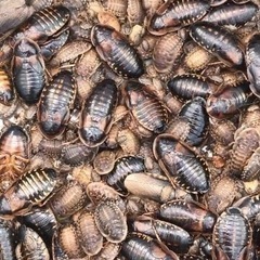 デュビア 生き餌 Ｓ.Ｍ.L.成虫 150匹 売ります