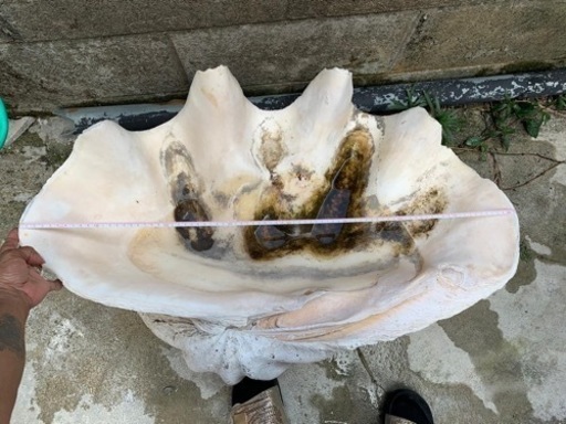 超特大シャコガイ