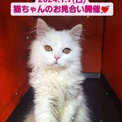 ねこちゃん達のお見合い(⋈◍＞◡＜◍)。✧♡ (譲渡会・里親会）第7回