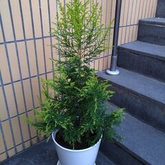 ゴールドクレスト　観葉植物　高さ約９５㎝　白系陶器の立派な鉢付き