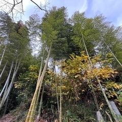竹　無料