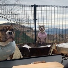 ピットブルと一緒にお散歩に行ってくれる方いませんか☺️ 犬友🐕
