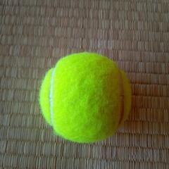 公式テニスボールです～よ。( =＾ω＾)の画像