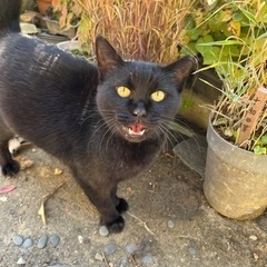 黒猫さん 里親募集‼︎ 人が大好き