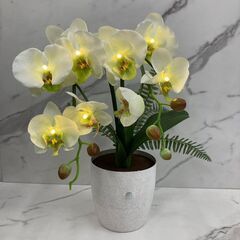 【REGASTOCK江東店】 フォルモサフラワーズ　胡蝶蘭　光る...