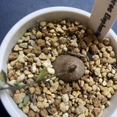 亀甲竜　多肉植物　塊根植物の画像