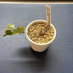 亀甲竜　多肉植物　塊根植物