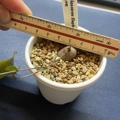 亀甲竜　多肉植物　塊根植物の画像