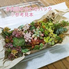 多肉植物のカット苗詰め合わせ、販売します！