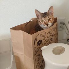 お膝猫♪天真爛漫な愛され猫