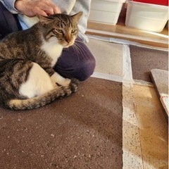 人が大好きな保護猫ちゃん 2歳男の子