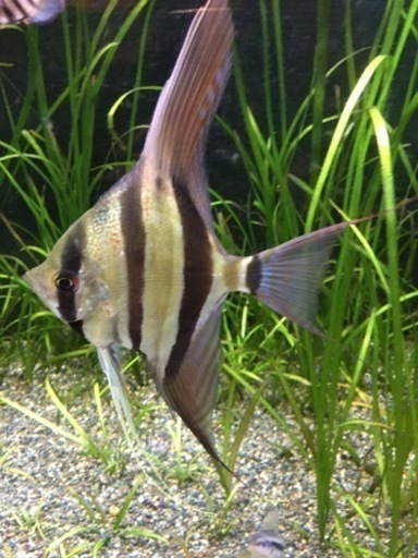 水槽関連　原種アルタムエンゼル