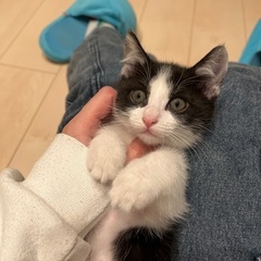 生後2ヶ月の子猫の里親募集中です。