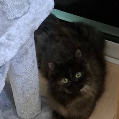 正式譲渡決定となりました！　長毛サビ子猫、決まらなければ棄てられ...