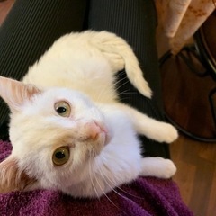 真っ白　子猫3ヶ月位