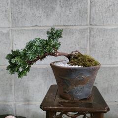 使っていない盆栽・盆栽道具譲ってください！