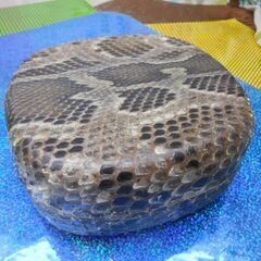 B現品販売(送料無料)13.500円　沖縄三線専用　蛇皮強化(二重張)型チーガ胴 61a7d2qQU8L.jpg