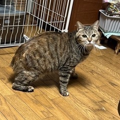 キジトラ（マンチカン）メロン - 猫
