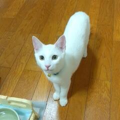 無事に決まりました(^^)/ 保護猫 2匹 生後半年 雑種     