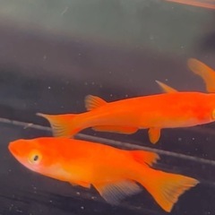 楊貴妃 (※1画像現物1ﾍﾟｱ販売)