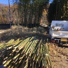 竹林の伐採・間伐の画像