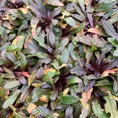 植物苗　アジュガ抜き苗5個100円
