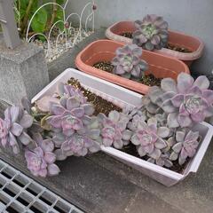 植物