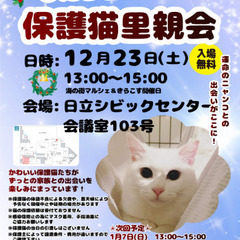 保護猫里親会参加猫募集(日立市)