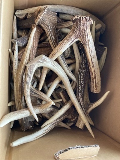 鹿の角　先端多い　約12kg 犬のおやつ　クラフトパーツ等に