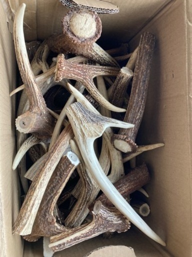 鹿の角　犬のおやつやクラフトパーツに　約12kg 先端多い