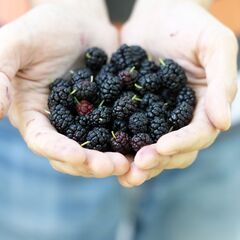 創業以来ずっと黒字　おもしろいをかたちにがポリシーの食品会社の事...