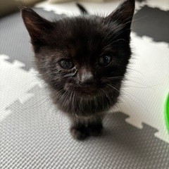 黒猫 里親さん決定しました