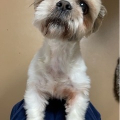 交渉中　ちょー甘えん坊　小柄なシーズー　ホイップちゃん