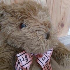 くまのぬいぐるみの画像