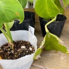モンステラ　　　観葉植物　　苗　の画像