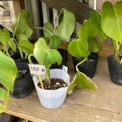 モンステラ　　　観葉植物　　苗　の画像