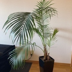 【観葉植物】アレカヤシ