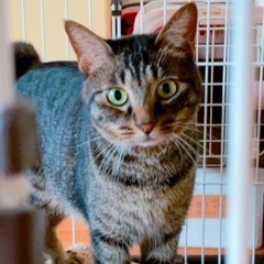 🔔🎄🐈‍⬛12月17日(日)すみれペットクリニック様にて主催『立...