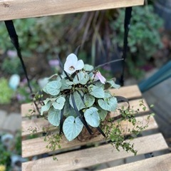 フリフリの可愛いビオラを使って寄せ植えを作ってみませんか？の画像