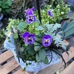 フリフリの可愛いビオラを使って寄せ植えを作ってみませんか？の画像