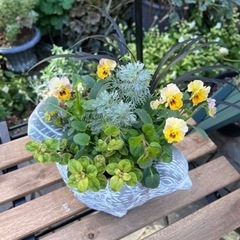 フリフリの可愛いビオラを使って寄せ植えを作ってみませんか？の画像
