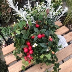 フリフリの可愛いビオラを使って寄せ植えを作ってみませんか？の画像