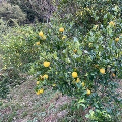 マイヤー、リスボンレモン🍋