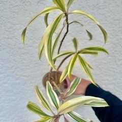 ドラセナ　ソングオブインディア　観葉植物の画像