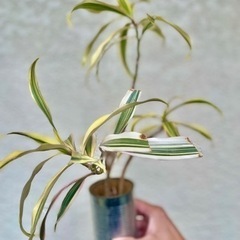 ドラセナ　ソングオブインディア　観葉植物の画像