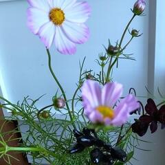 アラカルト　断捨離