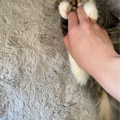 メスの長毛雑種の子猫です